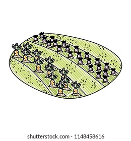 doodle onions and carrots cultivated plantation product