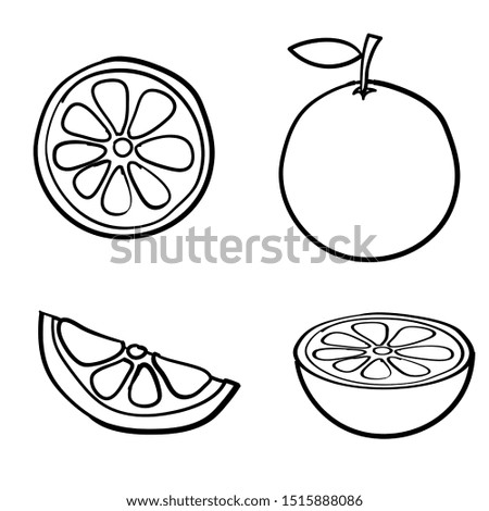 doodle orange fruit illustration collection vector