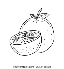 Doodle orange fruit vector illustration, with hand drawn sketching style
