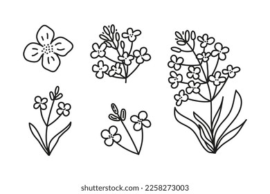 Doodle outline canola or rapeseed flower isolated on white background.