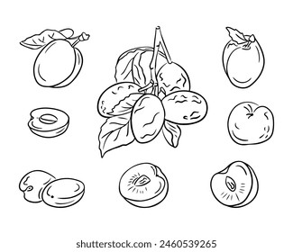 Doodle outline set with hand drawn plums. Monochrome vector sketchy drawings of groups of fruits on white background. Ideal for coloring pages, tattoo, pattern