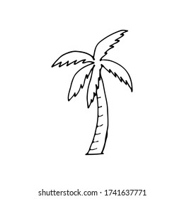 Doodle palm tree icon vector. Line drawn palm tree. Linearly drawn palm in vector on white bacground