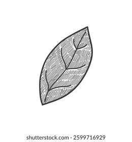 Doodle party leaf icon. Abstract simple hand drawn sketch element, cute marker pen scribble sign. Vector border garland and frame icon.