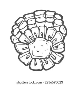 Doodle piece of corn sketch on white background