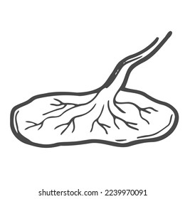 Icono de dibujo de Doodle Placenta. Ilustración del vector Placenta
