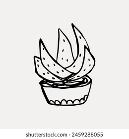 Doodle plant desert cactus. Vector illustration	