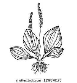 Doodle plantain is useful plant black outline on a white background