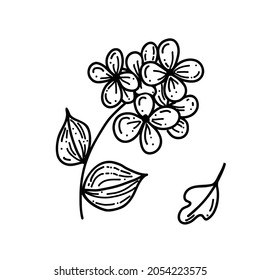 doodle with plants, flowers, grass, a bunch of inflorescences. Linear vector illustration. hand-drawn symbols and style objects . simple, black drawing for sticker, decor, coloring book, logo