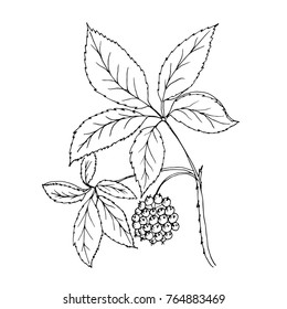 Doodle plants Siberian ginseng is a medicinal plant, drawn with contour