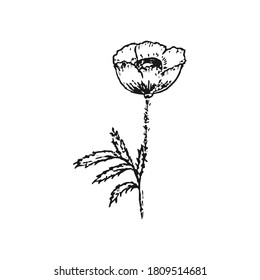 Doodle poppy with leaf isolated on white. Outline kids hand drawing flower, line art vector stock illustration. EPS 10