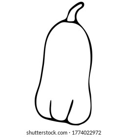 Ilustración vectorial de la calabaza de Doodle. Calabaza larga aislada sobre fondo blanco. Calabaza larga madura para perro. Para colorear, decorar, imprimir, etc.
