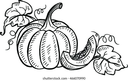 Doodle pumpkins. Hand drawn ink illustration