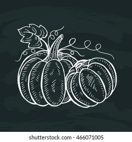 Doodle pumpkins. Hand drawn ink illustration