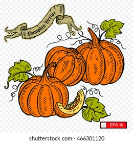 Doodle pumpkins. Hand drawn ink illustration