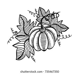 Doodle pumpkins. Hand drawn ink illustration