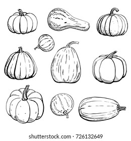 Doodle pumpkins. Vector paint hand drawn picture in sketch style.