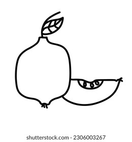 doodle of quince , simple drawing of quince,  vector of quince, quince hand drawing