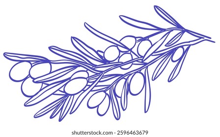 Doodle retro olive branch collection. Line engraving art in charcoal or crayon drawing style of plant stem with olives harvest vector illustration. Ink hand drawn set. Pencil drawn design elements.