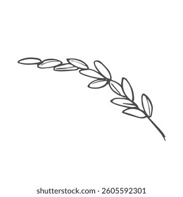 Doodle rice ear sketch. paddy rice isolated on white background