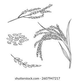 Doodle rice ears cereals set. Hand drawn rice sketches