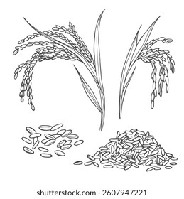 Doodle rice ears cereals set. Hand drawn rice sketches