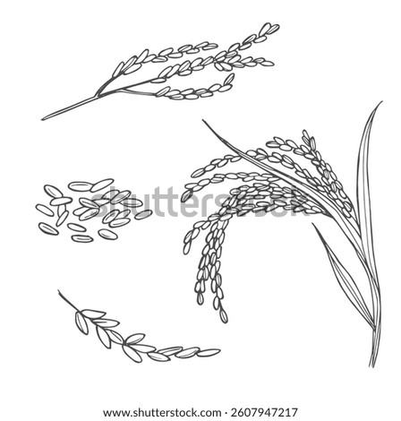 Doodle rice ears cereals set. Hand drawn rice sketches