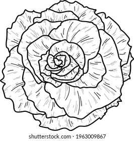 Doodle rose flower isolated line.  Hand drawn vector illustration coloring. Sketch for a tattoo.