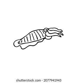 Doodle sea cuttlefish. Inhabitant of the coral reef. Mollusk animal of the ocean, seabed, oceanarium. Hand drawn thin line art vector illustration. Isolated simple element.