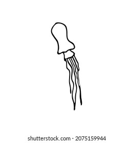 Doodle sea jellyfish. Inhabitant of the coral reef. Invertebrate animal of the ocean, seabed, oceanarium. Hand drawn thin line art vector illustration. Isolated simple element.