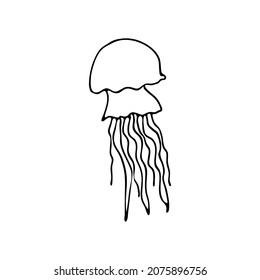 Doodle sea jellyfish. Inhabitant of the coral reef. Invertebrate animal of the ocean, seabed, oceanarium. Hand drawn thin line art vector illustration. Isolated simple element.