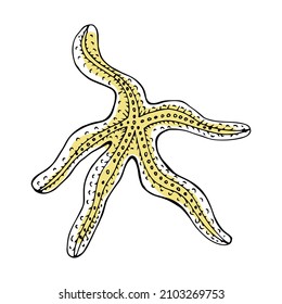 Doodle sea starfish yellow in hand drawn style on white background. Starfish design vector illustration isolated summer element for design with texture.