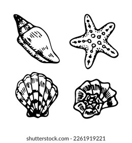 Doodle seashells set. Pearl skeleton mollusk, starfish. Hand drawn vector sketch illustration.