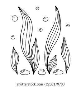 Doodle of seaweed with bubbles and stones. Hand drawn contour vector illustration of algae isolated on a white background. Can be use for kids coloring book.