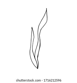 Algas de Doodle. dibujado a mano con algas aisladas en un fondo blanco. Etiqueta de ilustración del vector, icono, elemento de diseño