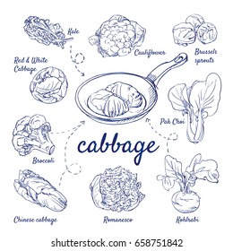 Doodle set of cabbage - Kale, Cauliflower, Brussels Sprouts, Pak Choi, Broccoli, Kohlrabi, Romanesco, stuffed cabbage in pan, hand-drawn. Vector sketch illustration isolated over white background.