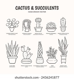 Doodle set of cactus and succulent plants for indoor spaces. Plants and pots collection. English and scientific names below the plant drawing. Lineart vector illustration.