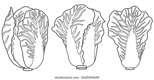 Doodle set of cute Hand drawn outline Chinese cabbage vector.
