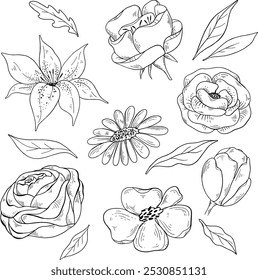 Doodle is a set of different blooming buds. lily, rose, chamomile, peony, tulip hand-drawn in sketch style