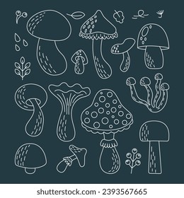 Doodle set of different types of mushrooms. Vector illustrations . White mushroom, chanterelles, agarics, white mushroom, honeydew. Collection of food ingredients