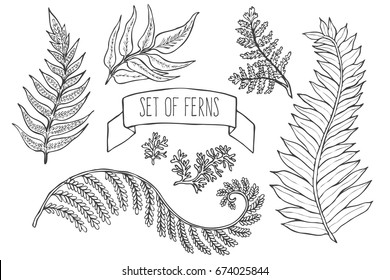 Doodle set of ferns. Sketch botanical illustration. Vector desing elements.