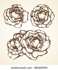 Doodle set of flowers. Hand drawn Roses. Sketch vector illustration