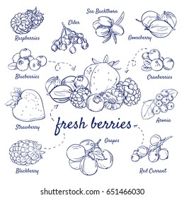 Doodle set of fresh berries - Raspberries, Elder, Buckthorn, Gooseberry, Cranberries, Aronia, Red Currant, Grapes, Blackberry, Strawberry, Blueberries, hand-drawn. Vector sketch illustration isolated.