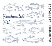 Doodle set of freshwater fish – Tuna, Zander, Red Drum, Sturgeon, Salmon, Dorada, Carp, Catfish, hand-drawn. Vector sketch illustration isolated over white background.