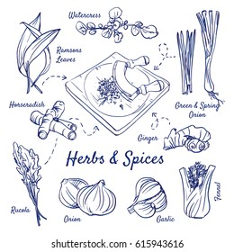 Doodle set of Herbs & Spices - Horseradish, Wild Garlic, Watercress, Cress, Onion, Ginger, Fennel, Garlic, Rucola, Knife, hand-drawn. Vector sketch illustration isolated over white background. 