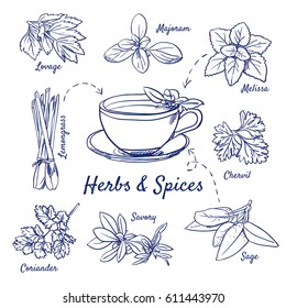 Doodle set of Herbs & Spices - Lovage, Marjoram, Melissa, Lemongrass, Chervil, Coriander, Savory, Sage, Tea cup, hand-drawn. Vector sketch illustration isolated over white background. 