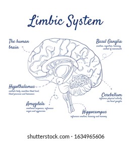 Doodle set of Limbic System – human brain, Basal Ganglia, Cerebellum, Hippocampus, Amygdala, Hypothalamus, hand-drawn. Vector sketch illustration isolated over white background. svg