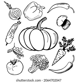 Doodle set of vegetables: pumpkin, cucumber, carrot, beans, peas, tomato, mushroom, pepper, hot cili pepers, broccoli, onion