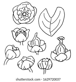 Doodle set of water lilies. vector illustration. Flowers, buds, leaf. Isolated on a white background.  For design, coloring, invitations, Botanical books