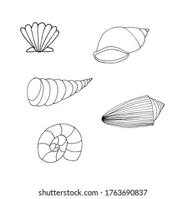 Doodle shell set. hand drawn of a kite isolated on a white background. Vector illustration