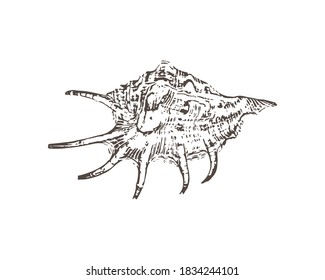 Symbol für Doodle-Schalentiere einzeln auf Weiß. Handzeichnung, Vektorgrafik. EPS10
